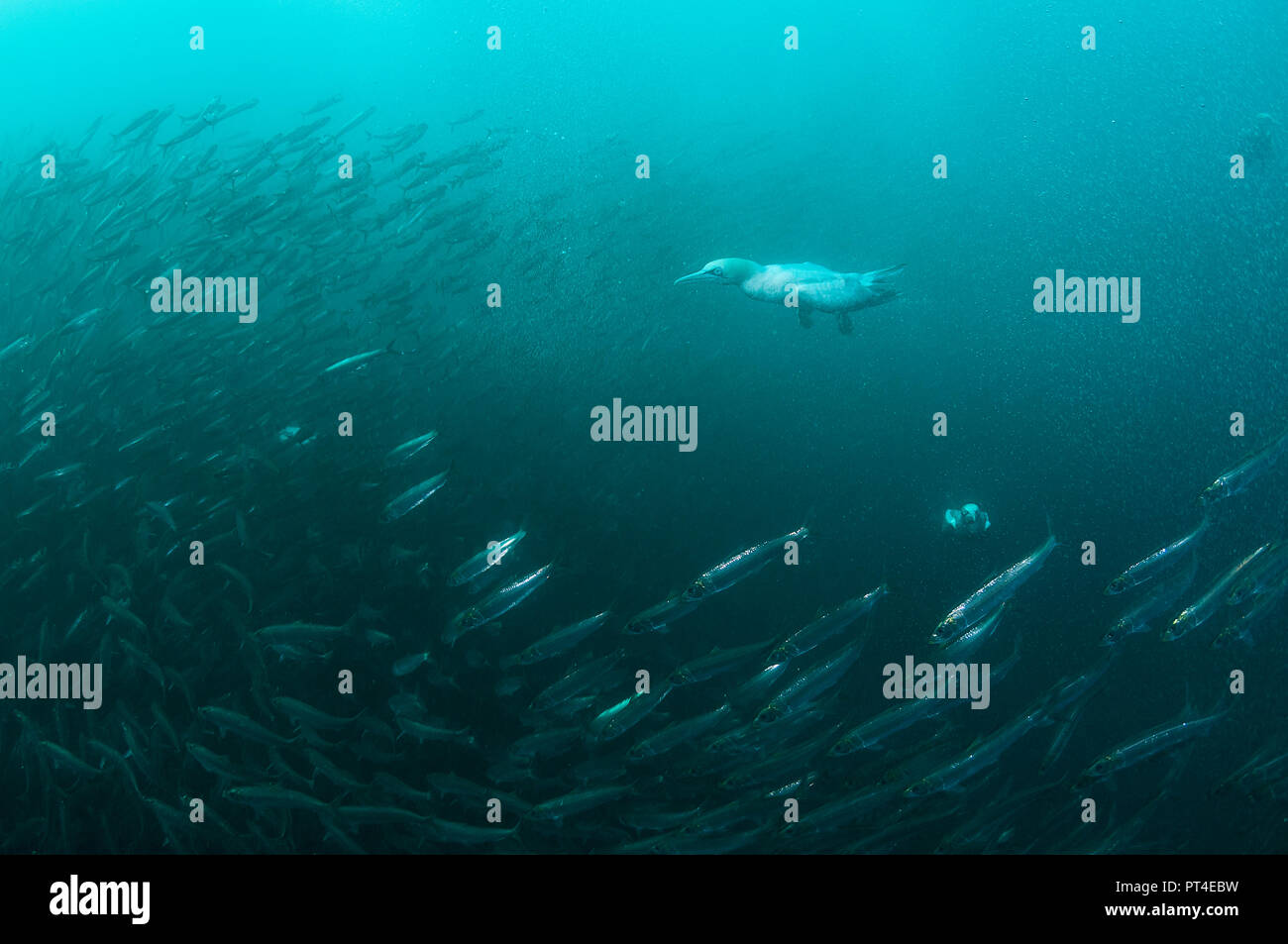 Les fous du Cap qui se nourrit d'une balle au cours de l'appât de sardine sardine run sur la côte est de l'Afrique du Sud. Banque D'Images
