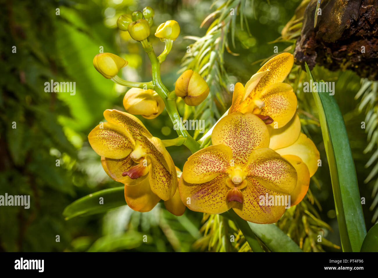 Close up d'orchidées jaunes Banque D'Images