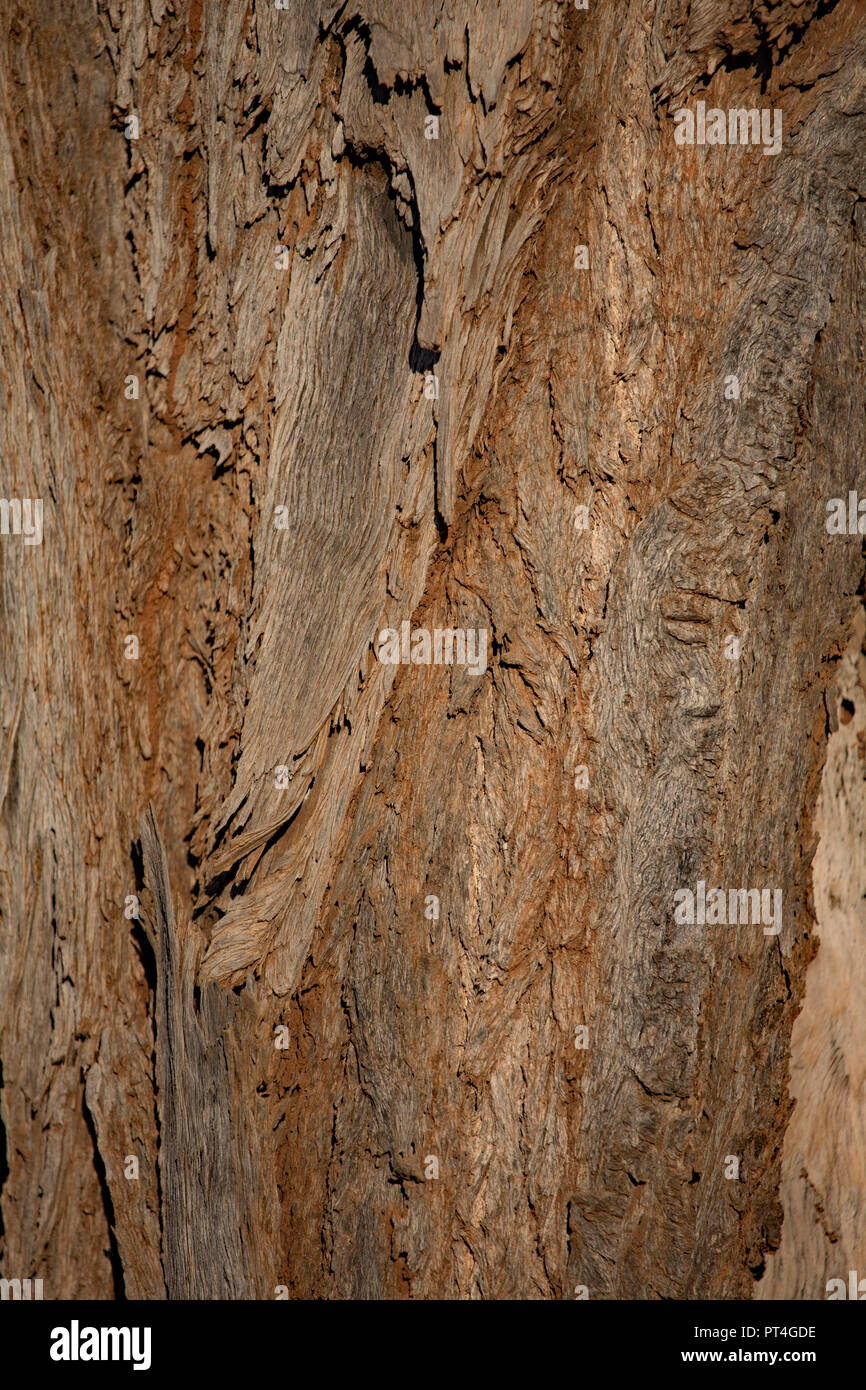 Arbre généalogique Ironbark Eucalyptus sp dans la savane australienne Banque D'Images