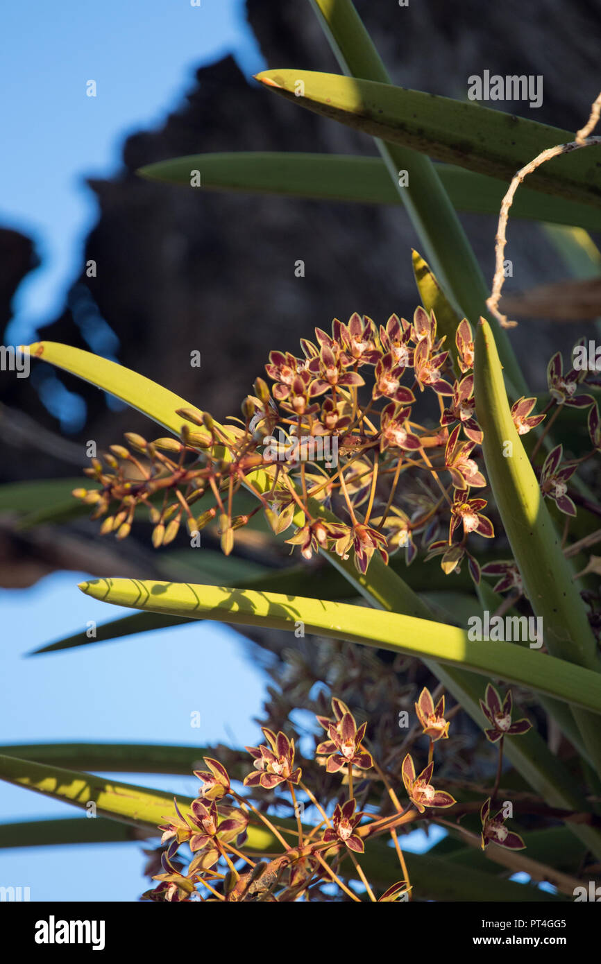 Orchidée Cymbidium, région de savane australienne indigène orchid croissant dans les branches d'arbres. Sept fleurs fleurs parfumées Octobre. Banque D'Images