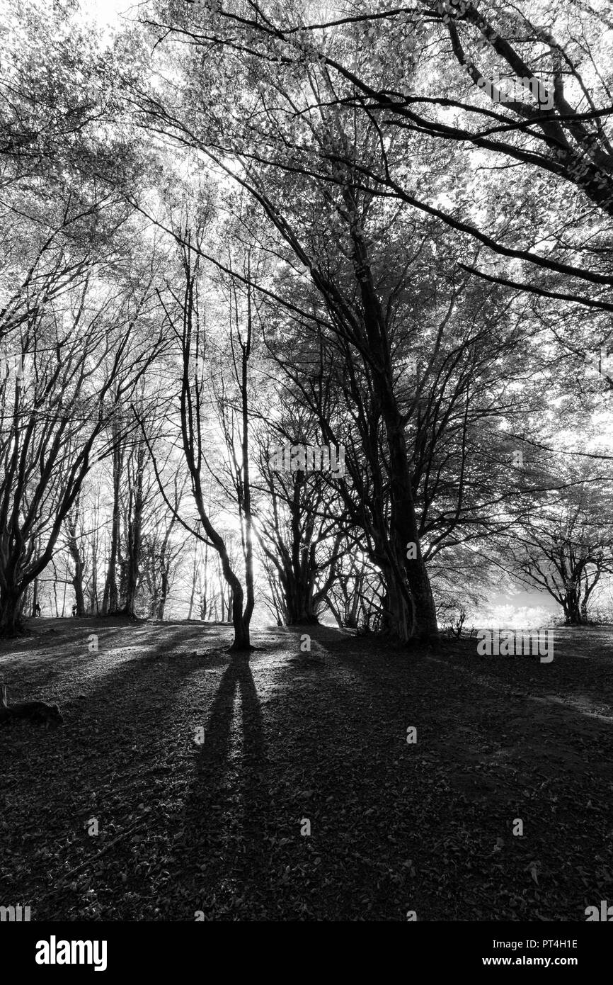 Forêt de hêtres dans Canfaito (Marches, Italie) au coucher du soleil avec de longues ombres Banque D'Images