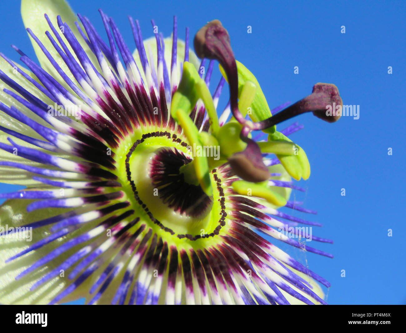 Fleur de la passion (Passiflora caerulea) en pleine floraison dans un jardin à Cardiff, Pays de Galles, Royaume-Uni Banque D'Images