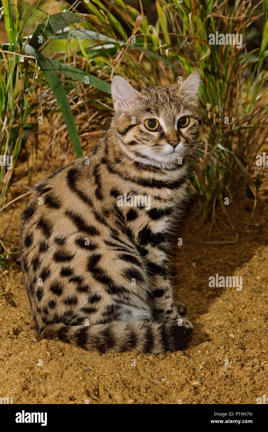 Chat A Pieds Noirs Felis Nigripes Afrique Australe Captive Parc Animalier De Port Lympne Kent Royaume Uni Photo Stock Alamy