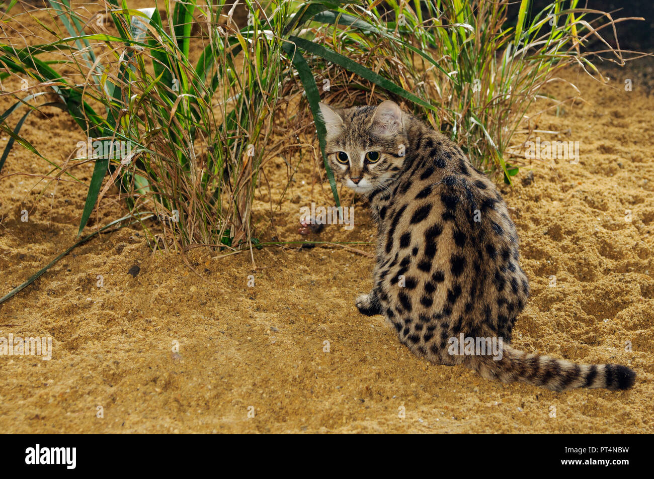 Chat à pieds noirs (Felis nigripes) Afrique australe. Captive, parc animalier de Port Lympne, Kent, Royaume-Uni Banque D'Images