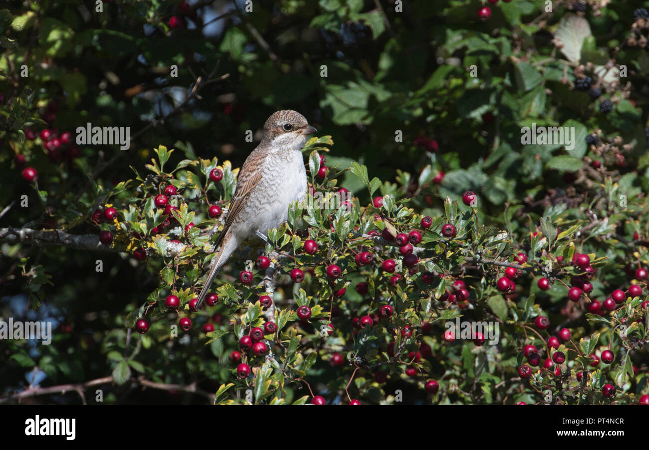 Pie-grièche écorcheur (Lanius collurio). Les oiseaux juvéniles dans une aubépine arbre pendant la migration d'automne Banque D'Images