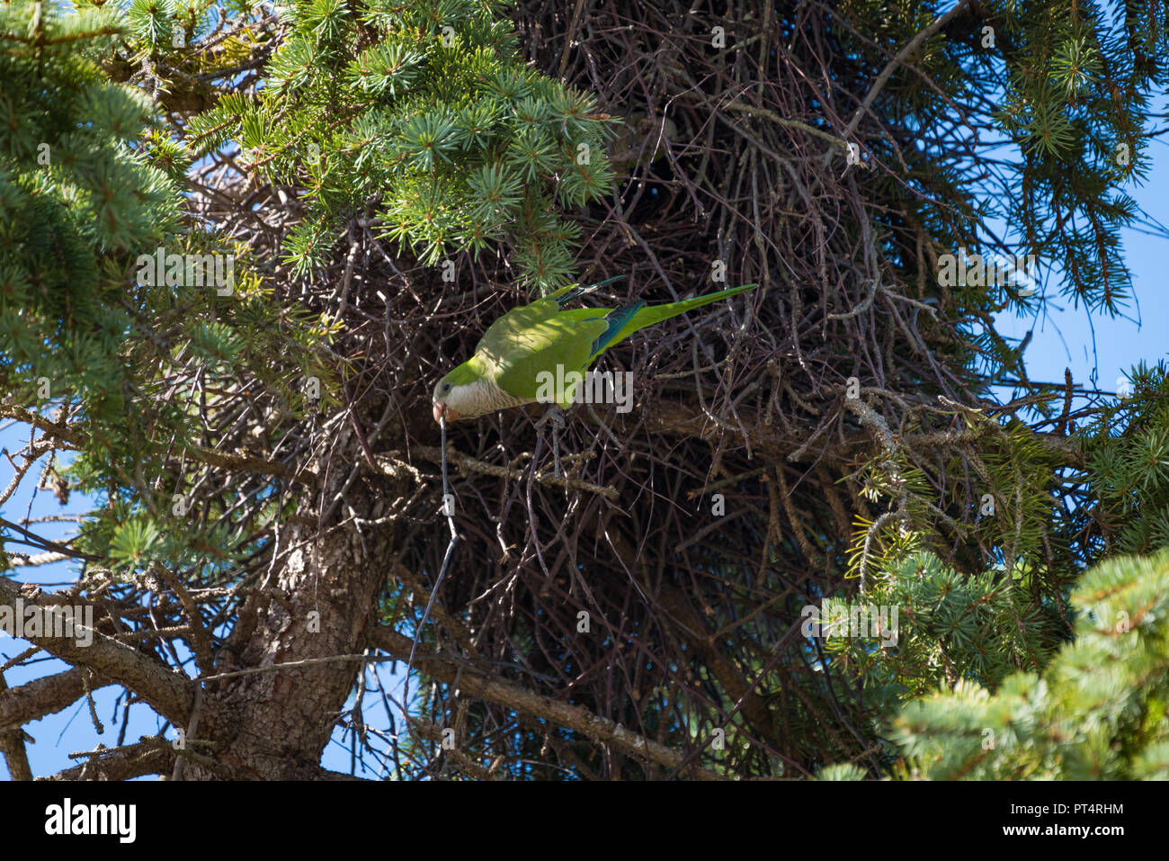 Perroquet vert la construction d'un nid dans l'arbre je Banque D'Images