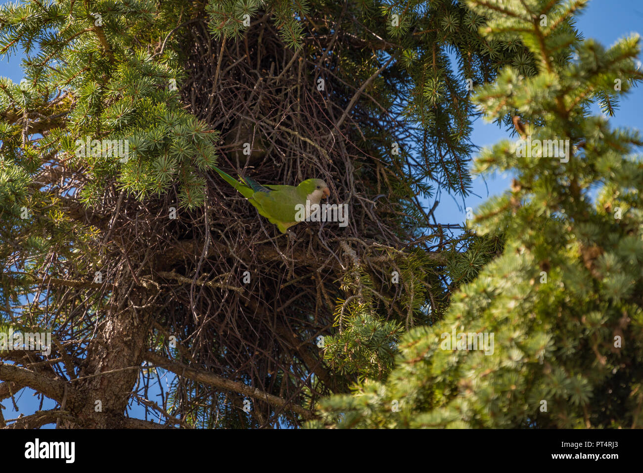 Perroquet vert la construction d'un nid dans l'arbre je Banque D'Images