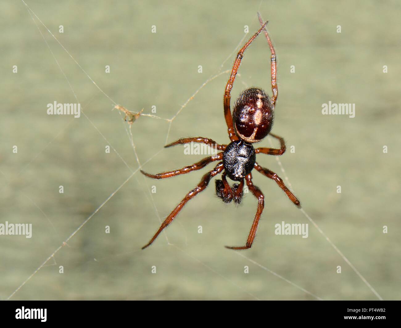 Fausse commune veuve / clapier (araignée Steatoda bipunctata) homme, sur un site web sur un jardin clôture, Wiltshire, Royaume-Uni, octobre. Banque D'Images