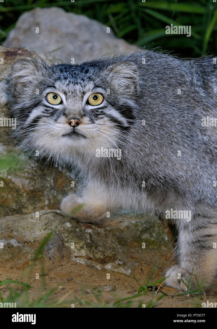 Chat de Pallas (Otocolobus manul) Asie centrale. Parc animalier captif de Port Lympne, Kent, Royaume-Uni Banque D'Images