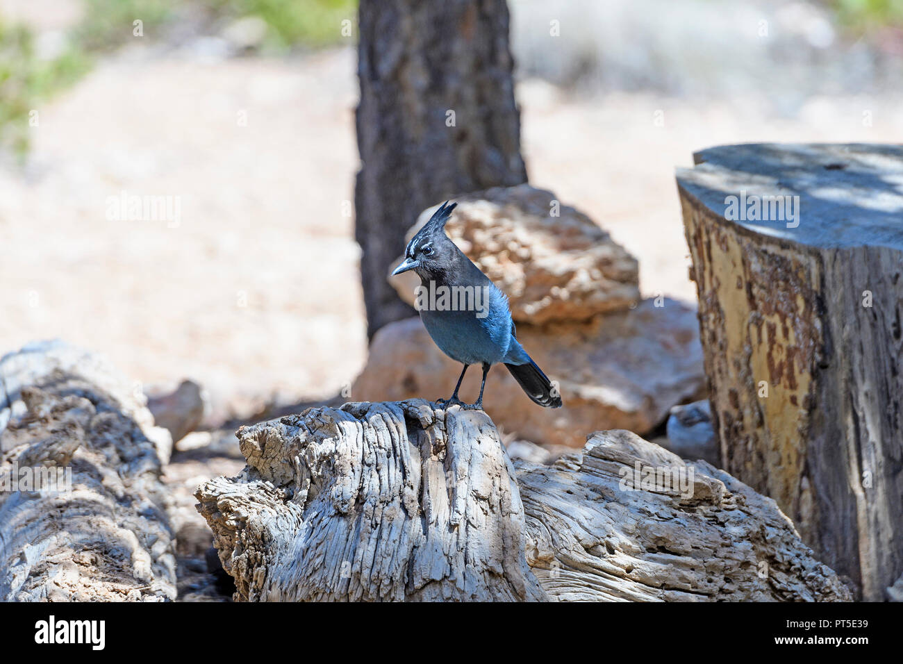 Stellers Jay sur un moignon de montagne dans le Parc National de Bryce Canyon dans l'Utah Banque D'Images Stellers Jay sur un moignon de montagne dans le Parc National de Bryce Canyon dans l'Utah Banque D'Images