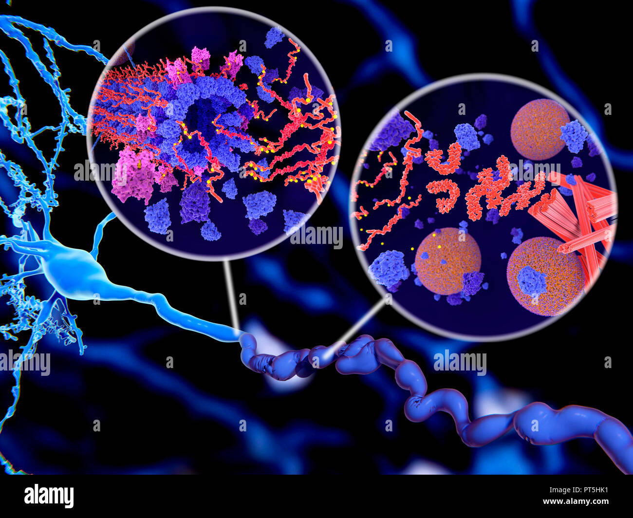 La protéine tau dans la maladie d'Alzheimer,illustration.L'EISN illustrent deux méthodes de phosphorylation pathologique (jaune) de protéines tau (rouge-orange) par des kinases (bleu-violet) influent sur les cellules nerveuses dans ce qu'on appelle un enchevêtrement neurofibrillaire.L'illustration principale montrant une cellule nerveuse (neurone,bleu,en bas à gauche) et son axone (voyage en bas),illustré dans un état anormal et difformes.des agrégations de protéines tau pathologiques provoquent la désintégration des microtubules (encadré à gauche).Le transport des vésicules synaptiques (sphères orange-bleu,l'encart à droite) est également interrompue. Banque D'Images