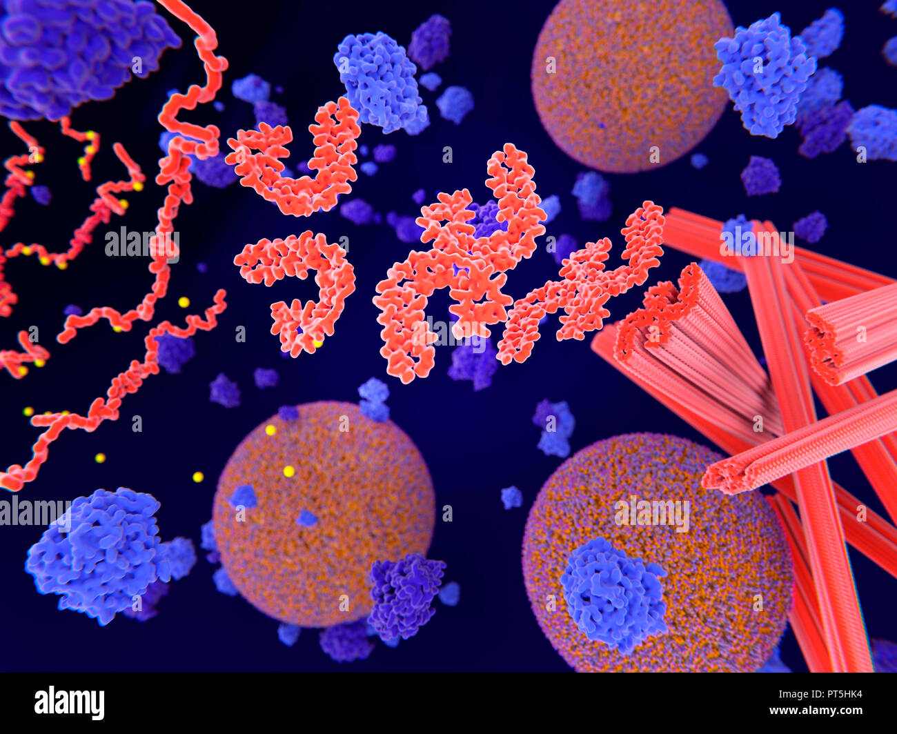 La protéine tau dans la maladie d'Alzheimer,illustration.la phosphorylation pathologique (jaune) de protéines tau (rouge-orange) par des kinases (bleu-violet) influent sur les cellules nerveuses dans ce qu'on appelle un enchevêtrement neurofibrillaire.Cette illustration montre le transport des vésicules synaptiques (orange-bleu) sphères d'être interrompue.Les protéines tau affectent également microtubles rouge (vérins).Un enchevêtrement neurofibrillaire est constitué d'agrégats et de fibres insolubles anormale de la protéine tau.la protéine tau est une protéine neural,des agrégations de qui sont connues pour jouer un rôle dans la maladie d'Alzheimer et autres troubles neuraux. Banque D'Images