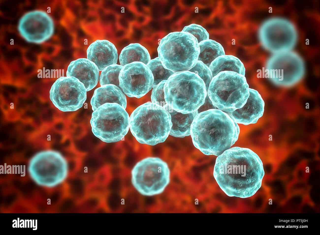 Chlamydia trachomatis bactéries, illustration de l'ordinateur. Chlamydia trachomatis provoque une infection transmise sexuellement qui peut passer inaperçue provoquant l'infertilité. Il provoque aussi la maladie de l'oeil le trachome, qui peut conduire à la cécité. Banque D'Images