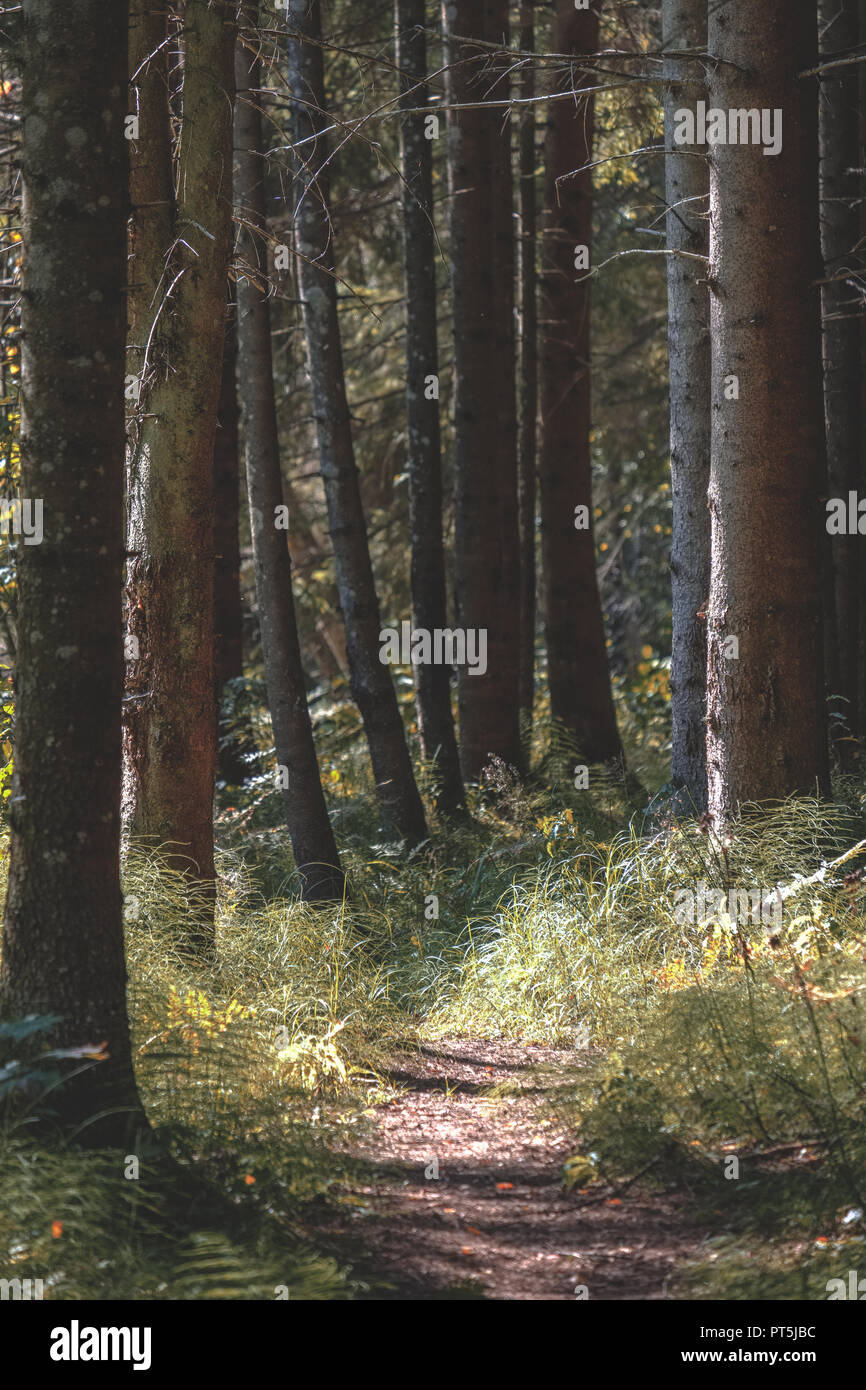 Sentier de randonnée dans les bois en forêt en été vert avec la lumière du soleil - vintage look rétro - vintage look automne couleur Banque D'Images