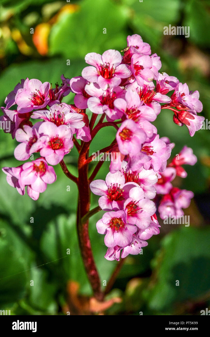 Rose Bergenia 'Herbstblüte' hybride éléphants oreilles cochon Squeak Pigsqueak, fleur fleurs floraison floraison en fleurs Banque D'Images