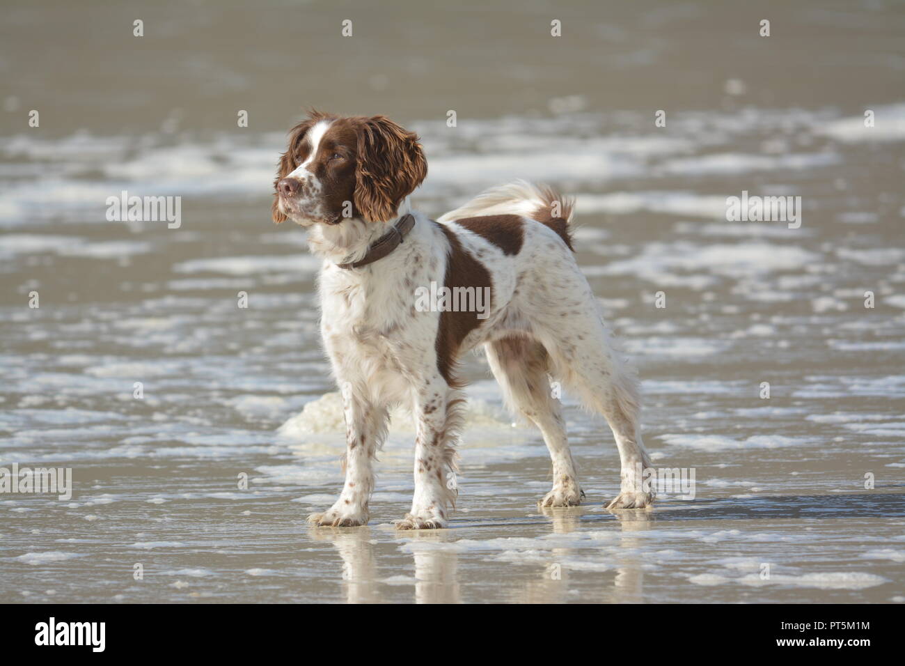 Marron et blanc English Springer Spaniel debout au bord de la mer à la recherche dans la distance sur une plage de sable fin avec sea foam re mans meilleur ami Banque D'Images