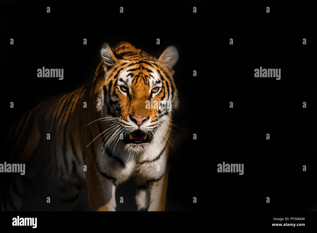 Jeune tigre de Sibérie, autrement connu comme l'Amur Tiger Banque D'Images
