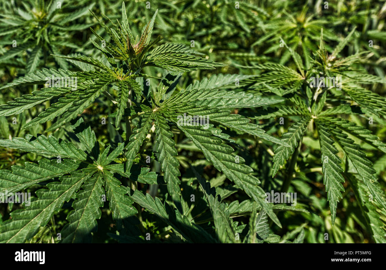 Les jeunes plants de cannabis dans le champ arrière-plan. Banque D'Images