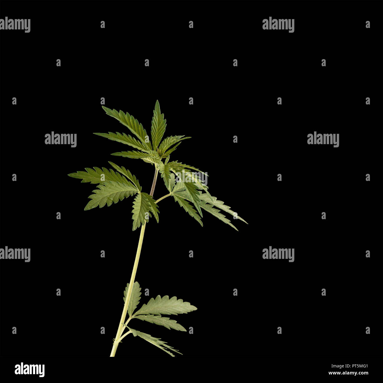 Les jeunes feuilles vert plante de cannabis détail isolé sur fond noir. Banque D'Images