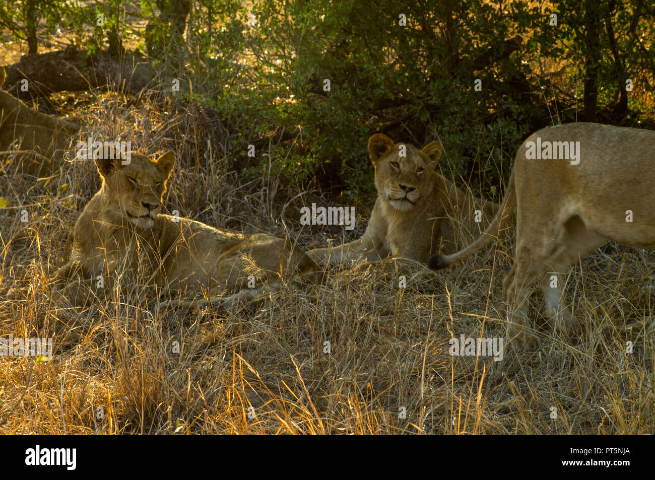Afrique du Sud - Kruger Park - Lions Banque D'Images