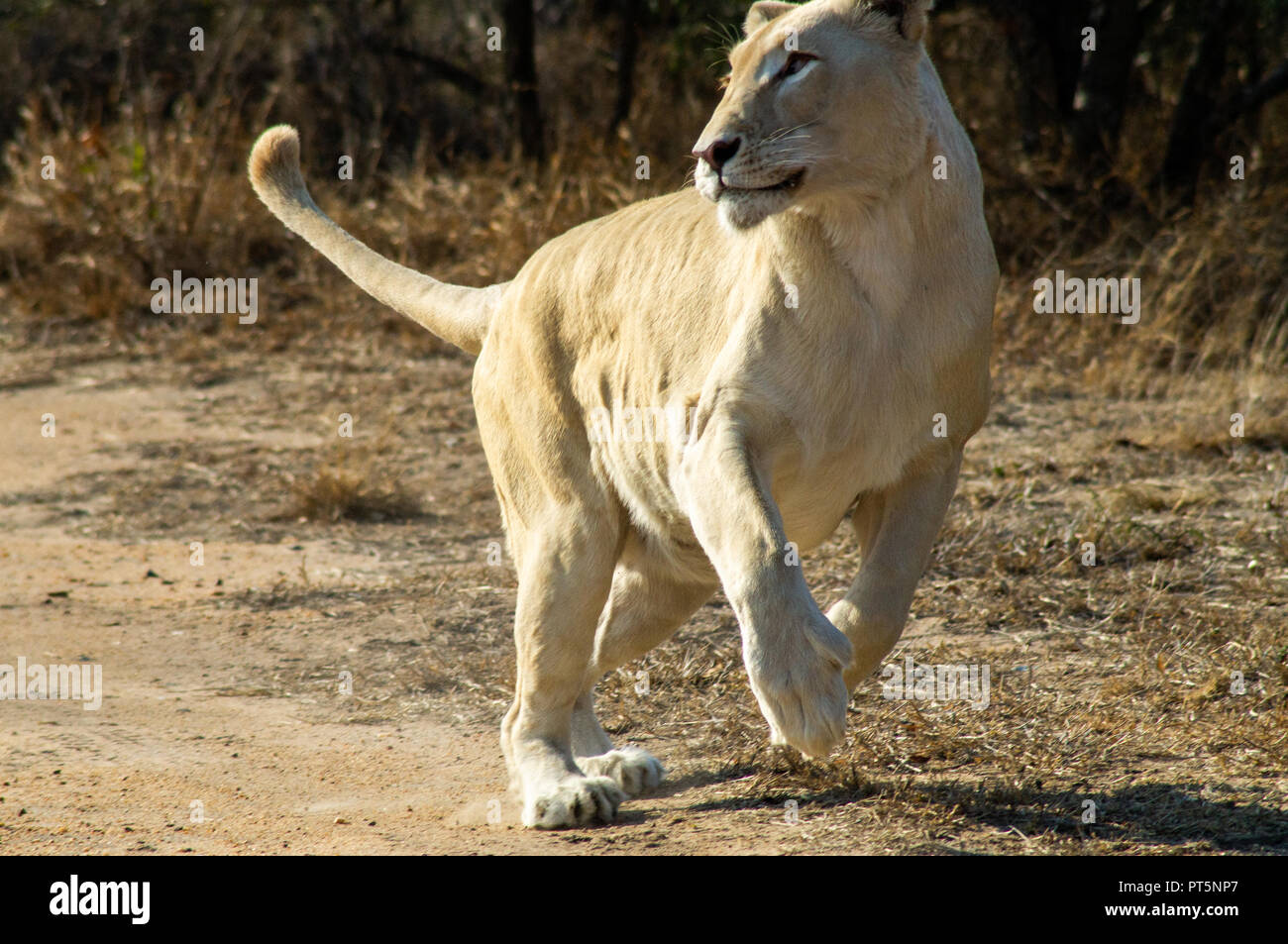 Afrique du Sud - Kruger Park - Lions Banque D'Images