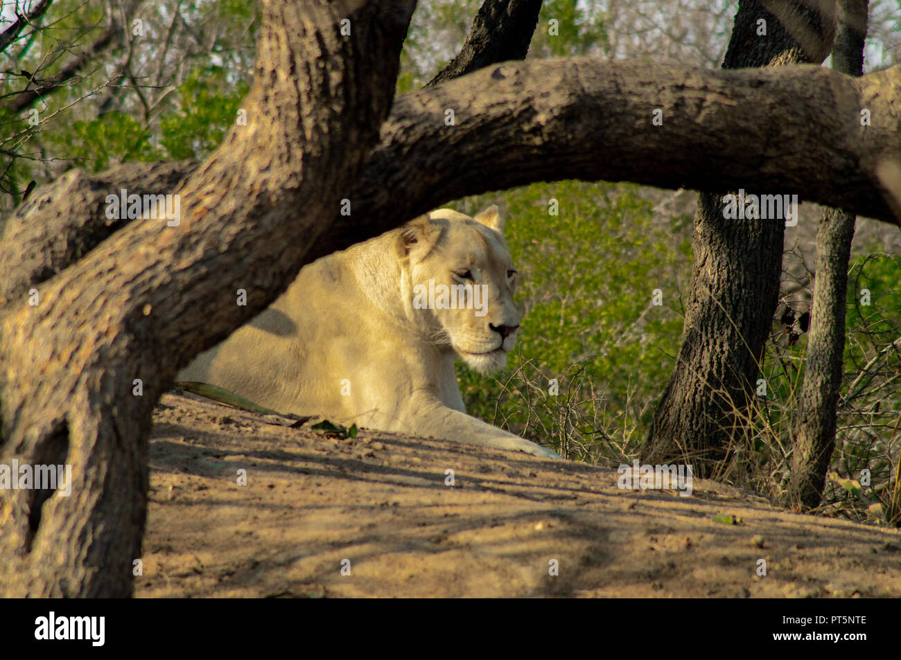 Afrique du Sud - Kruger Park - Lions Banque D'Images