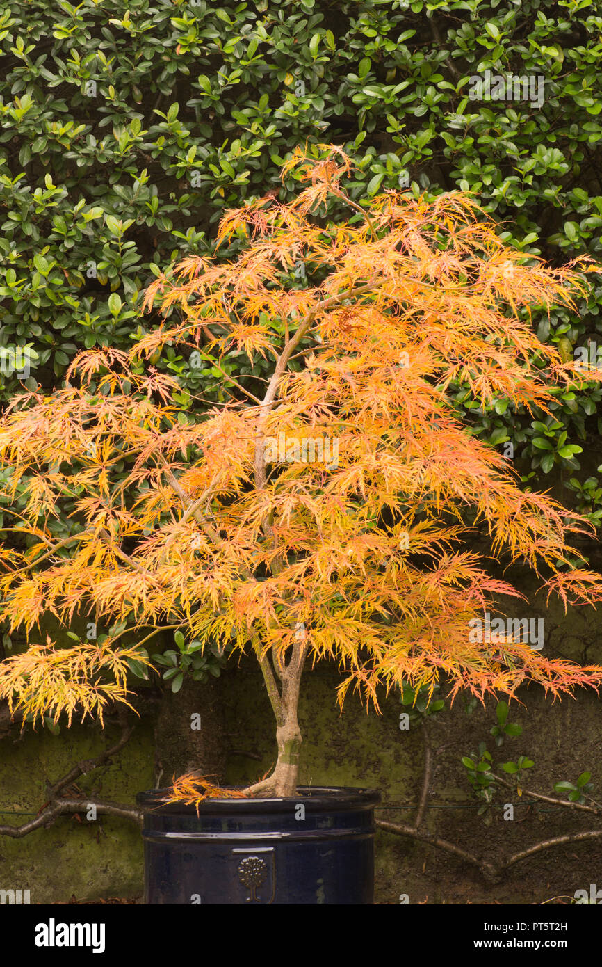 Acer palmatum var. dissectum Viridis' en pot, automne, automne, UK Octobre, feuilles ont mis du vert au jaune doré et orange. Banque D'Images