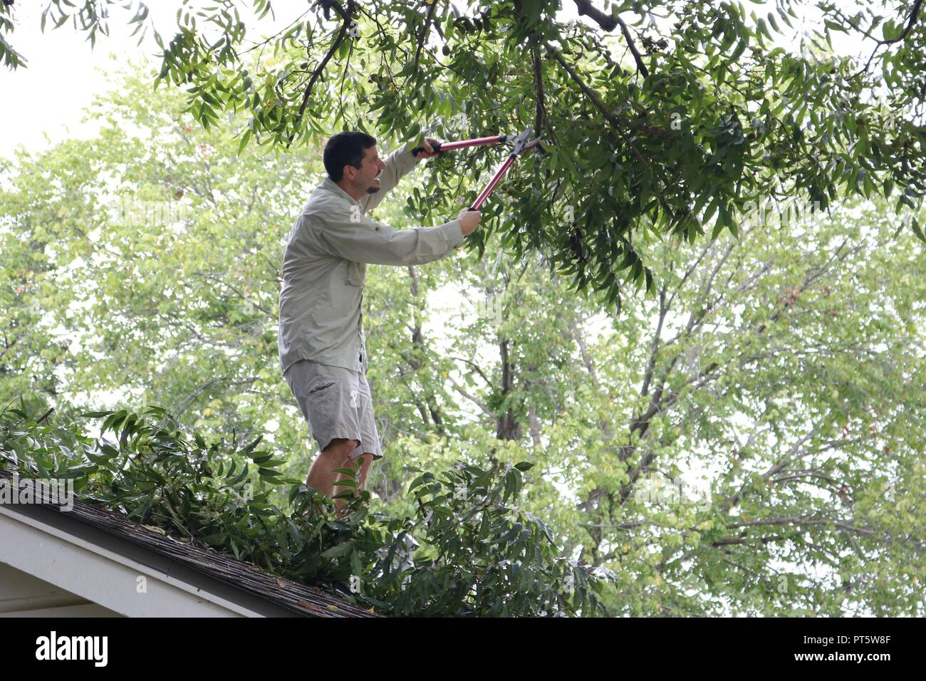 L'homme sur le toit, d'arbres de fraisage Banque D'Images