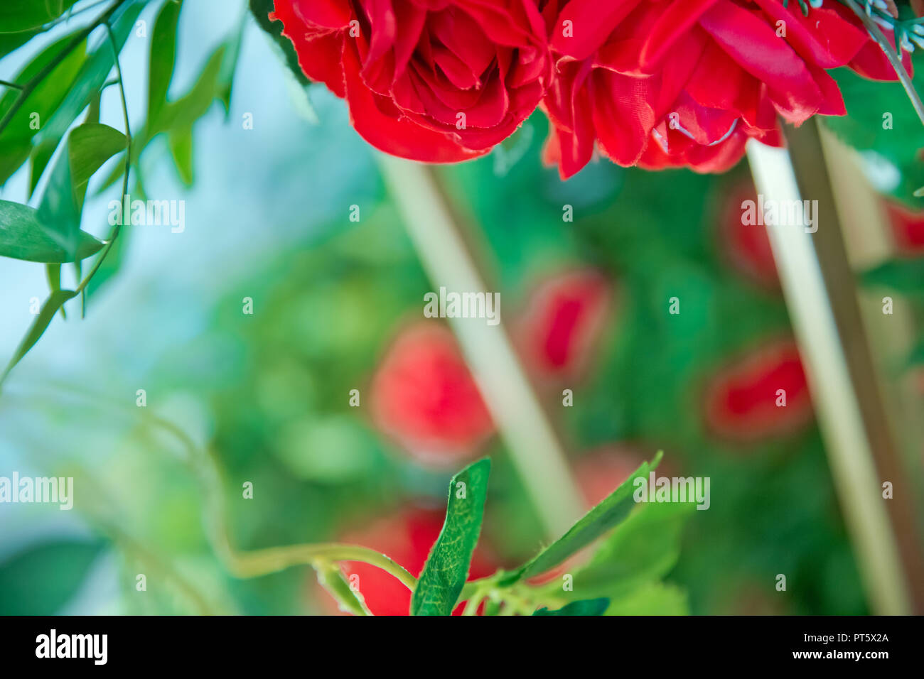 Rose rouge fond vert . Roses rouges - fond texture naturelle de l'amour . Roses rouges sur fond ardoise, . roses rouges decorations . Rose rouge comme un arrière-plan naturel et jours fériés Banque D'Images