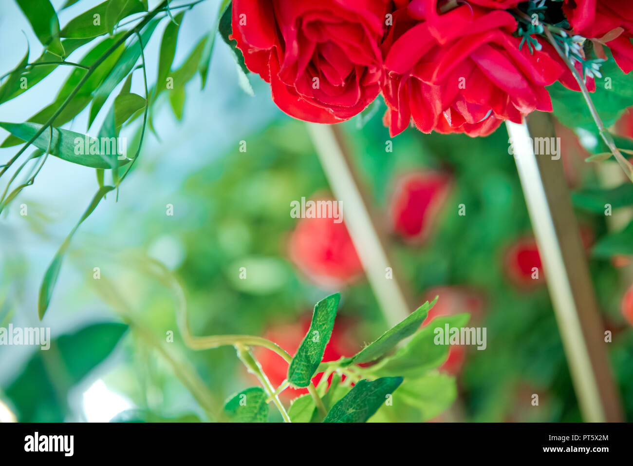 Rose rouge fond vert . Roses rouges - fond texture naturelle de l'amour . Roses rouges sur fond ardoise, . roses rouges decorations . Rose rouge comme un arrière-plan naturel et jours fériés Banque D'Images