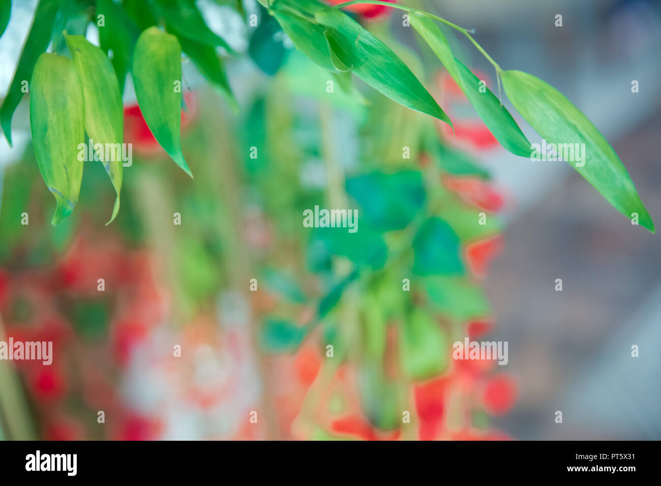 Rose rouge fond vert . Roses rouges - fond texture naturelle de l'amour . Roses rouges sur fond ardoise, . roses rouges decorations . Rose rouge comme un arrière-plan naturel et jours fériés Banque D'Images