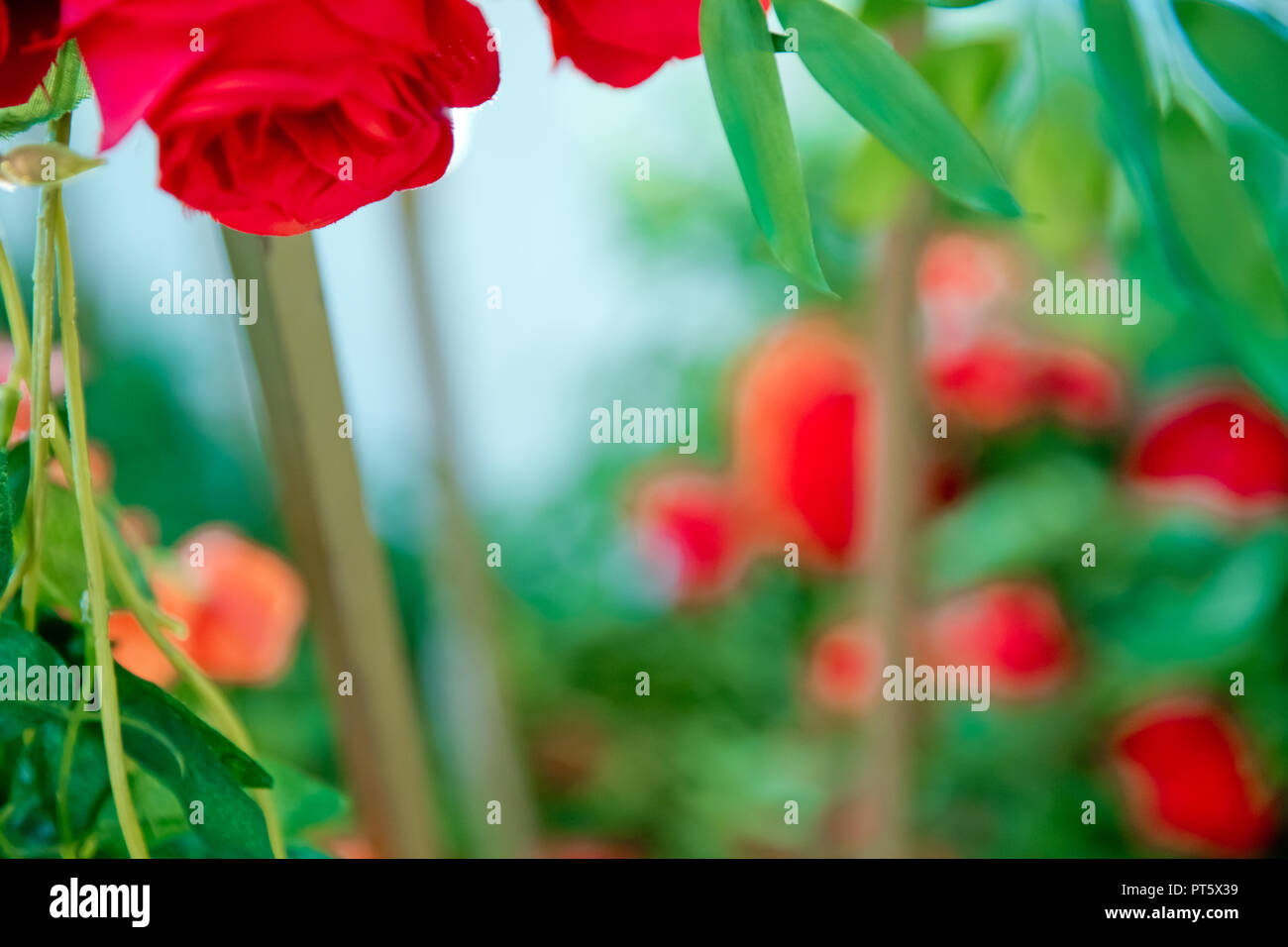 Rose rouge fond vert . Roses rouges - fond texture naturelle de l'amour . Roses rouges sur fond ardoise, . roses rouges decorations . Rose rouge comme un arrière-plan naturel et jours fériés Banque D'Images