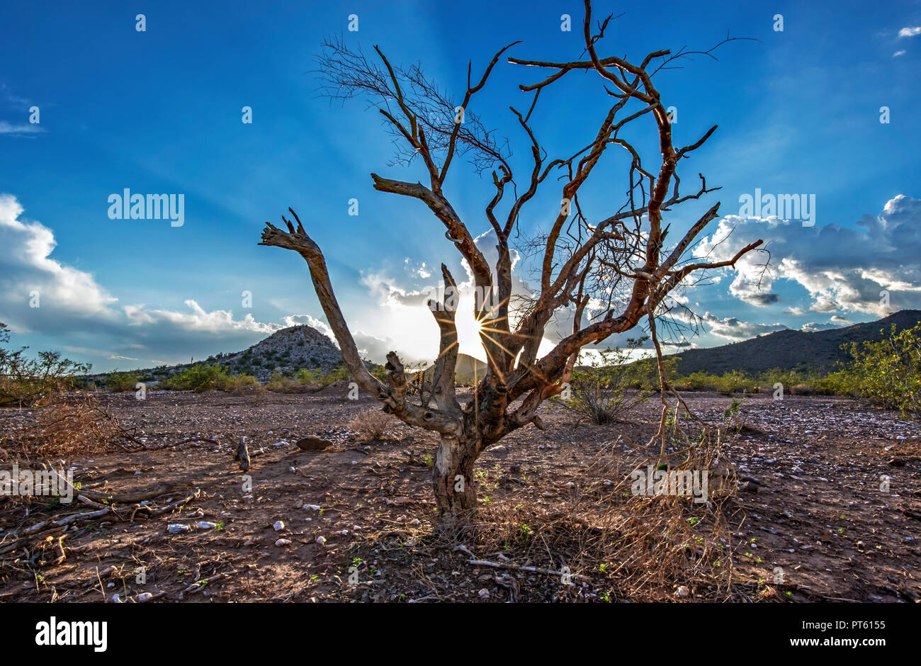 J'ai trouvé ce wicked cool vieil arbre sur mon vtt. Une autre incroyable coucher du soleil dans le désert de Sonora à Peoria Arizona. Banque D'Images
