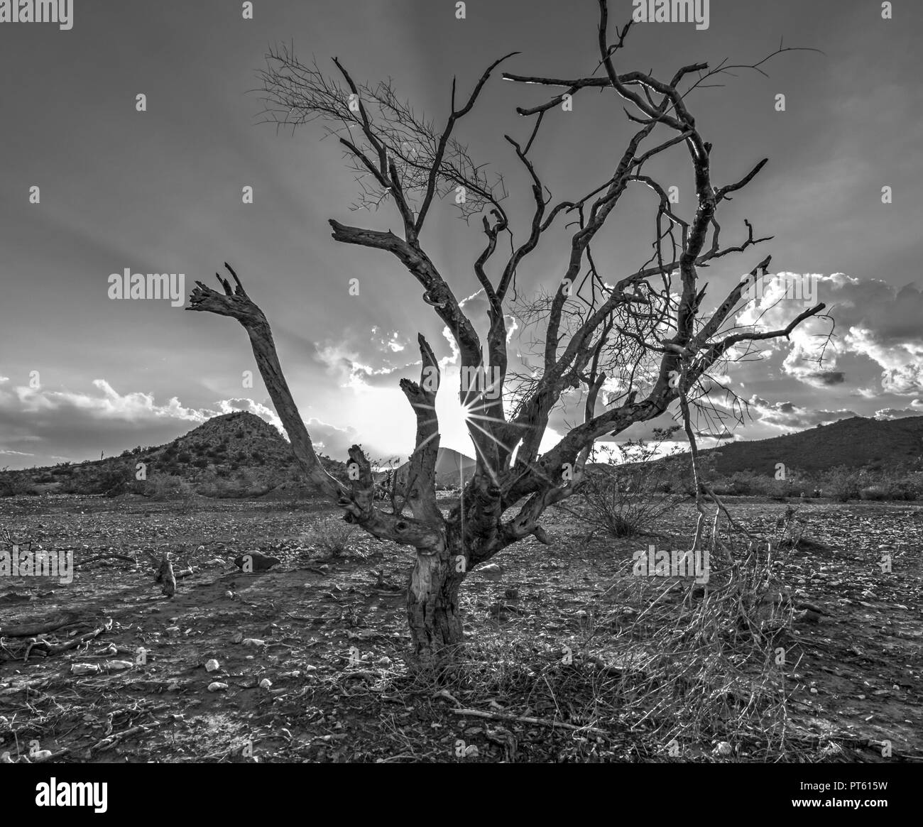 Version noir et blanc. J'ai pris cette photo au coucher du soleil à Peoria Arizona. Banque D'Images