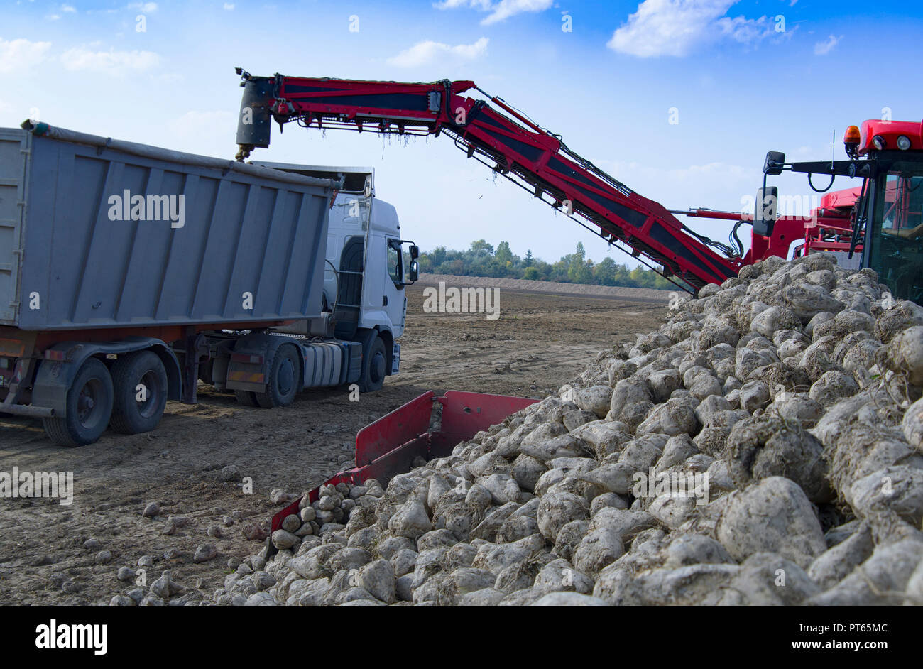La récolte des betteraves à sucre véhicule agricole au jour d'automne ensoleillé Banque D'Images