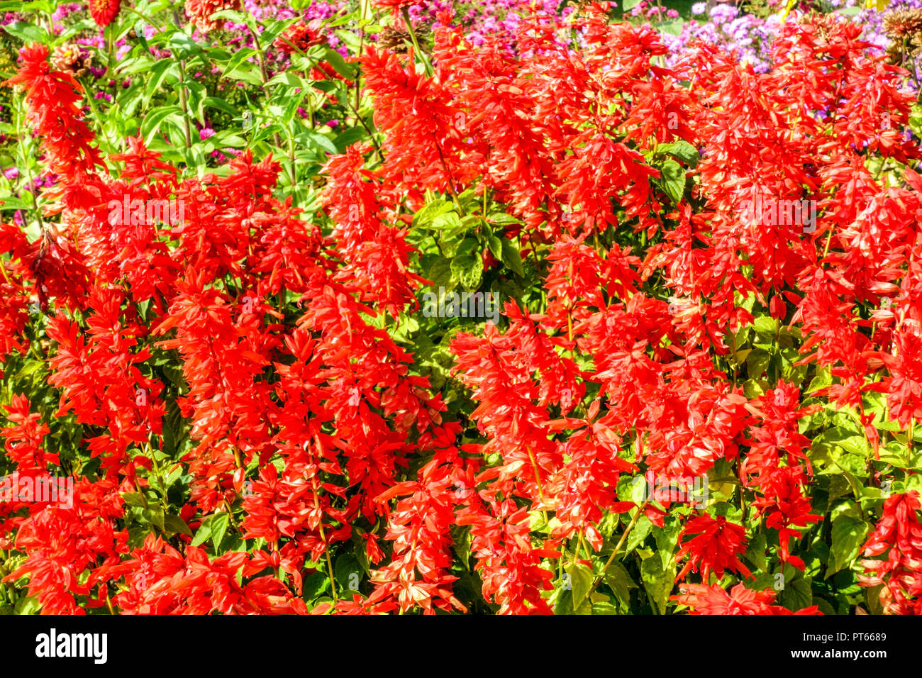Lit de fleur rouge, sauge écarlate, jardin annuel de Salvia splendens 'Citaro' Banque D'Images