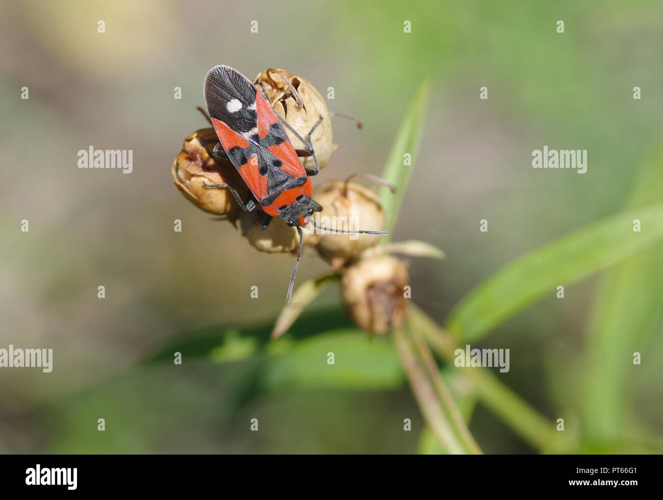 Firebug solitaire assis sur une semence de plantes d'automne Banque D'Images