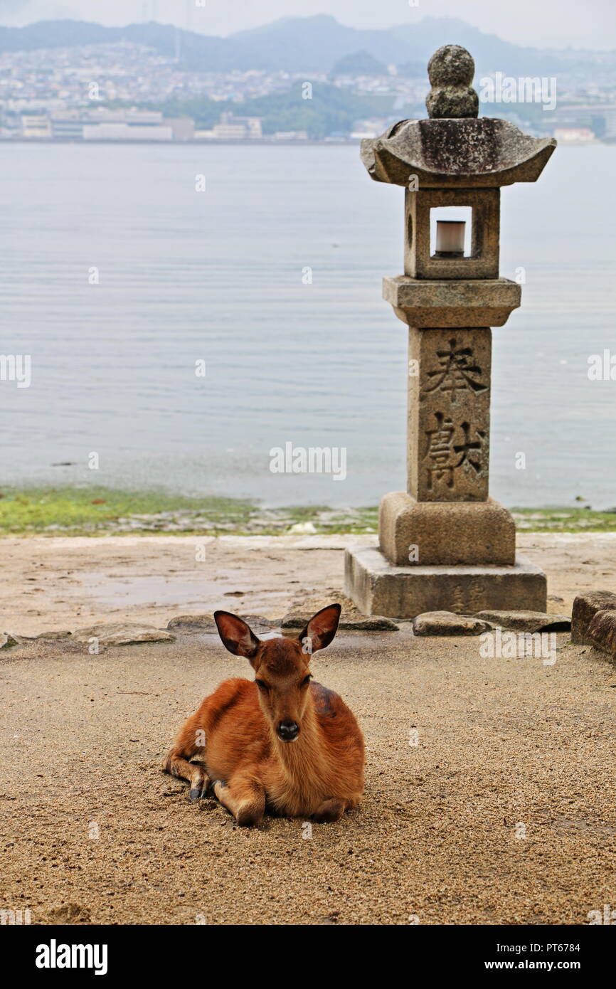 Miyajima Deer et lanterne, île de Miyajima, Japon Banque D'Images