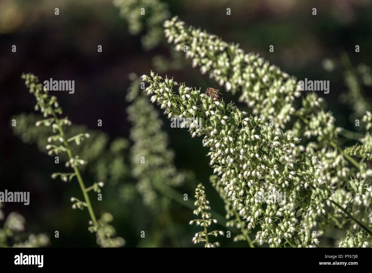 Hairy alumroot, Heuchera villosa 'acrorhiza» Banque D'Images