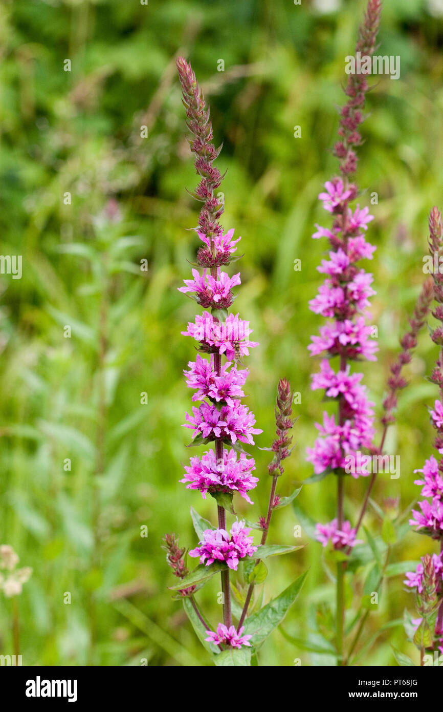 La salicaire pourpre, Lythrum salicaria, fleur, UK Banque D'Images