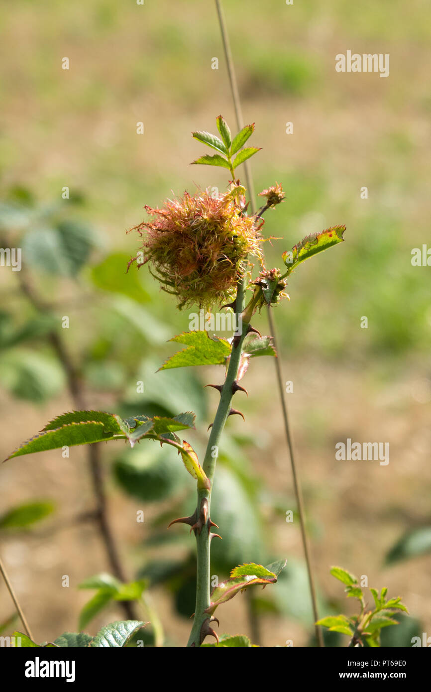 Robin's Pincushion Banque D'Images