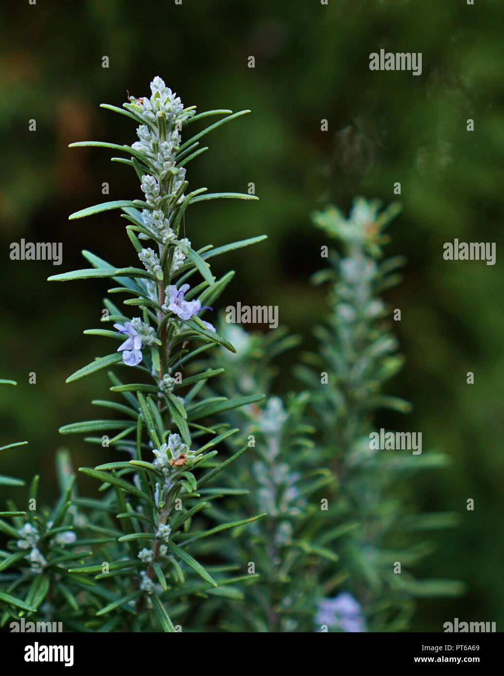 Vue rapprochée de l'usine de romarin Banque D'Images
