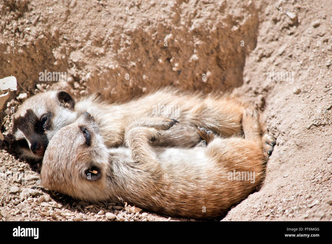 Le kit meerkat se reposent dans la terre Banque D'Images