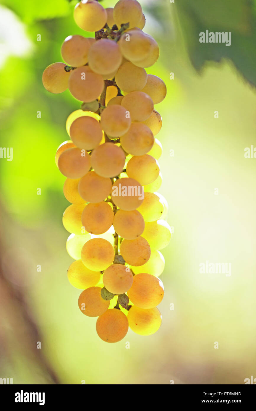 Raisins blancs sur la vigne close-up briller à travers le soleil. Arrière-plan flou Banque D'Images