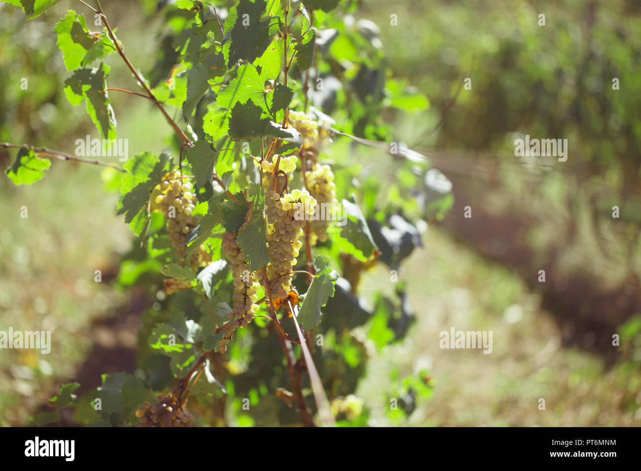 Raisins blancs sur la vigne close-up briller à travers le soleil. Arrière-plan flou Banque D'Images