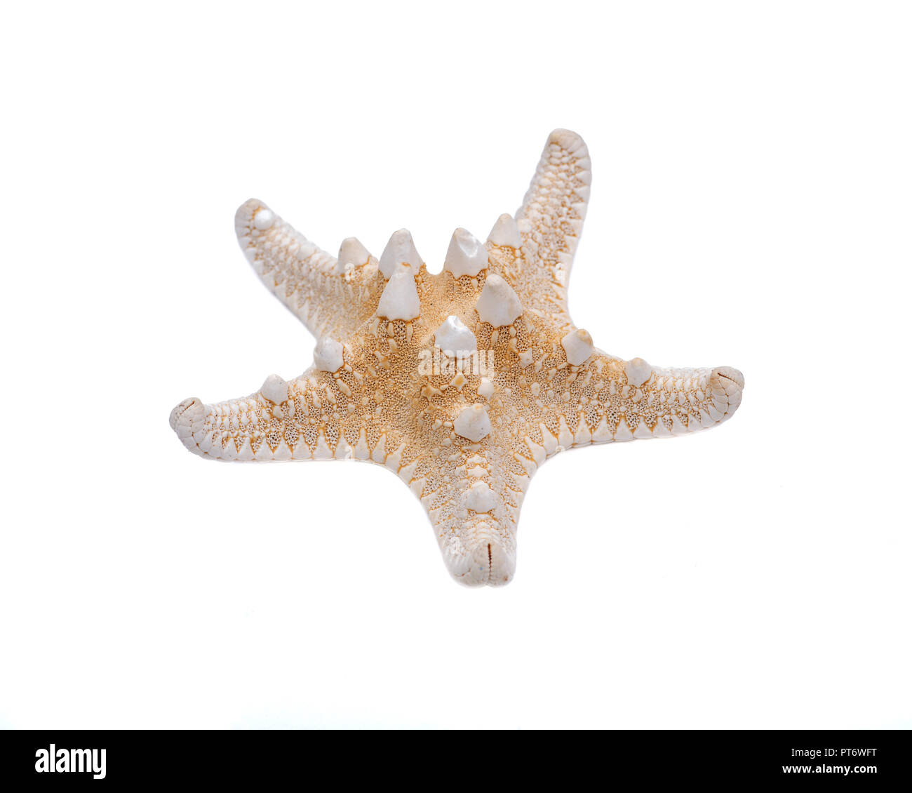 Spécimen séché de Starfish Knobby isolé sur fond blanc. Étoile de mer à cornes. Étoile de mer aux copeaux de chocolat. Protoreaster nodosus, classe Asteroidea. Banque D'Images