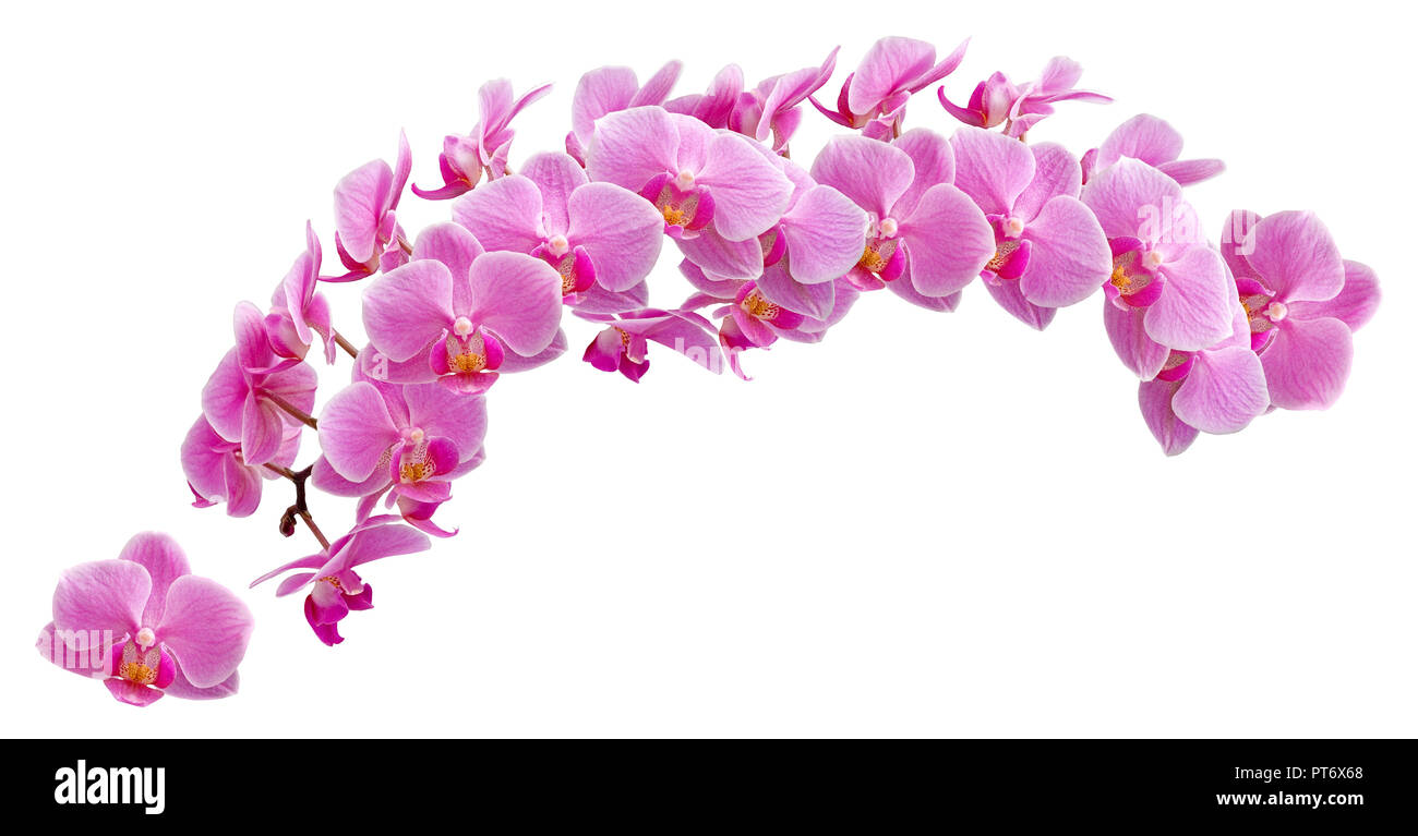 Phalaenopsis Blume, ou espèce d'orchidées, en abrégé Phal dans le commerce horticole, est un genre d'orchidées d'environ 60 espèces. Banque D'Images