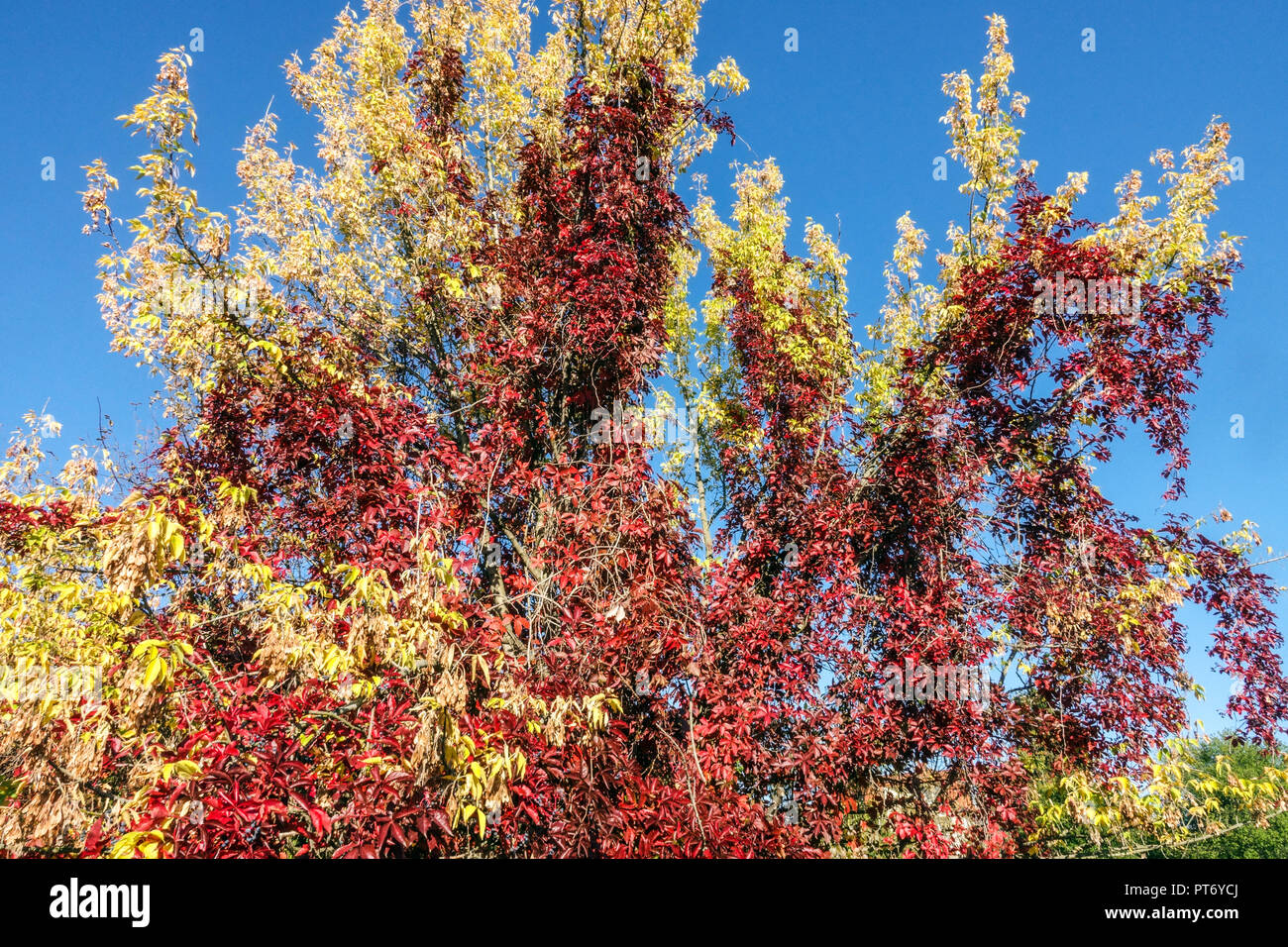 Été indien Virginia Creeper escalade sur l'arbre Acer negundo, rouge jaune feuilles d'automne Banque D'Images