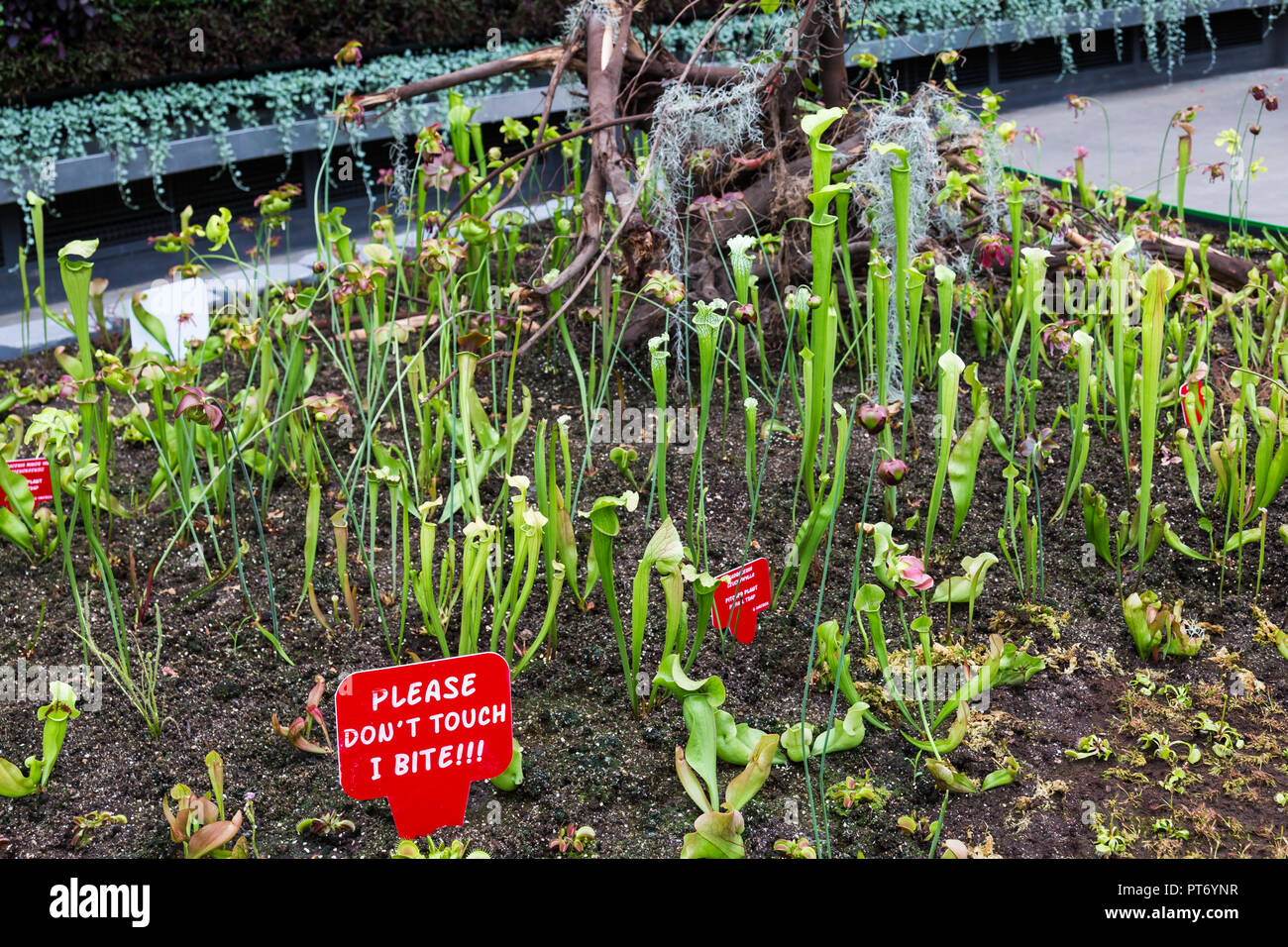 Les Jardins botaniques royaux de Sydney, a la plus grande muraille verte de l'intérieur de l'hémisphère sud. En plus d'avoir plus de 18, 000 plantes growin Banque D'Images