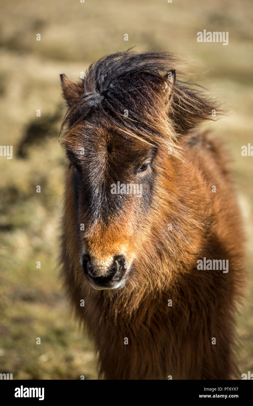 Lumière chaude sur Wild Pony, Bodmin Moor, Cornwall Banque D'Images